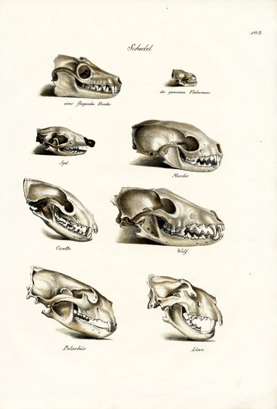 Schädel von Fleischfressern, 1824 von Karl Joseph Brodtmann